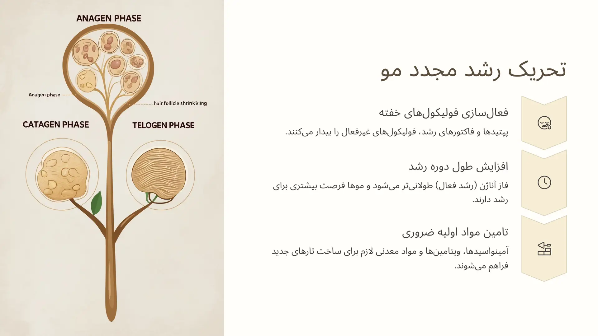 مکانیزم‌های تحریک رشد مجدد مو توسط کوکتل تراپی